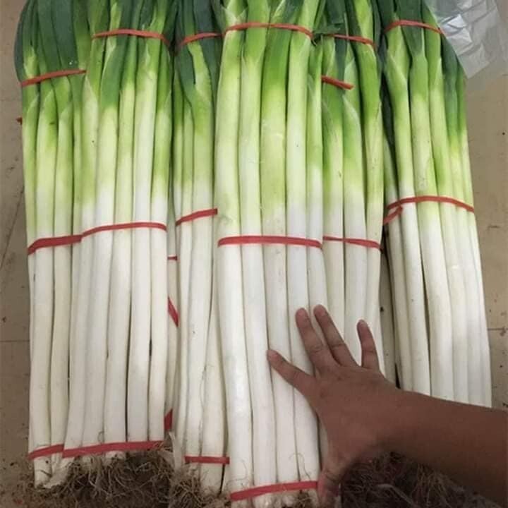 ต้นหอมยักษ์ ต้นหอมญี่ปุ่น ต้นหอมใบใหญ่ 40-100 เมล็ด เมล็ดพันธุ์ ปลูกง่าย โตเร็ว (ซื้อ 10 เเถม 1 คละได้)