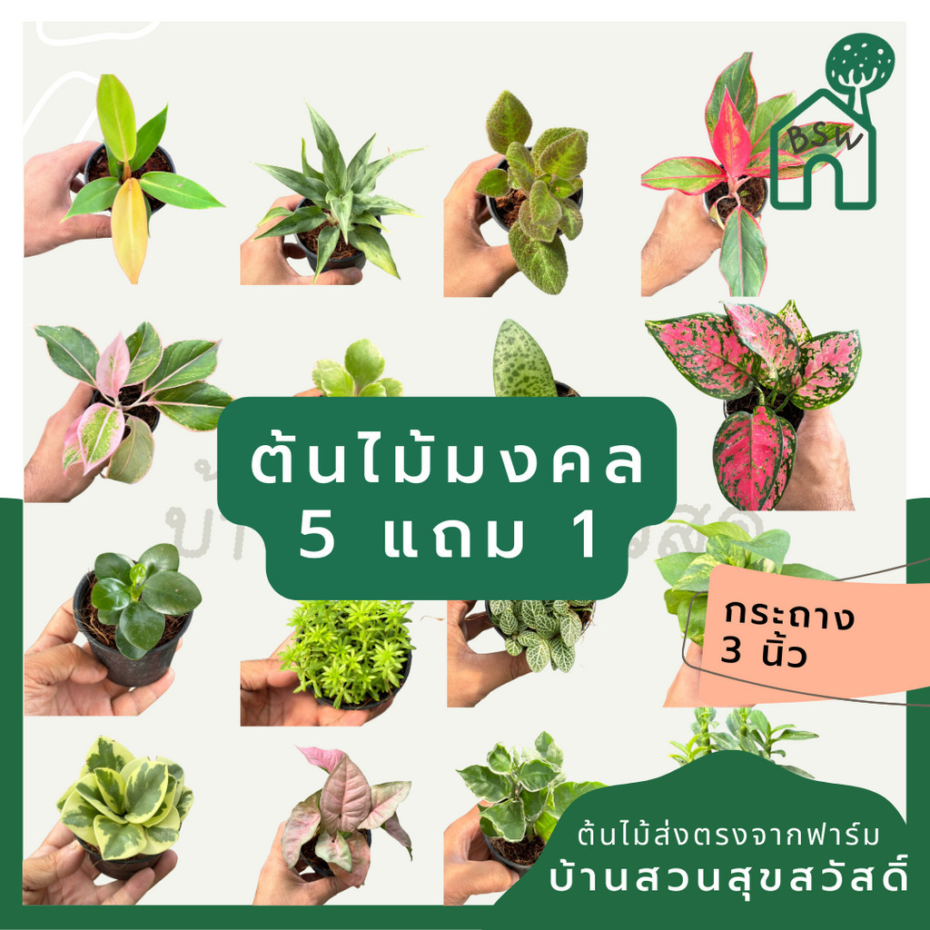 (5 ฟรี 1) ต้นไม้มงคล ไม้ฟอกอากาศ ต้นใหญ่ รากแน่น ต้นไม้เสริมดวง