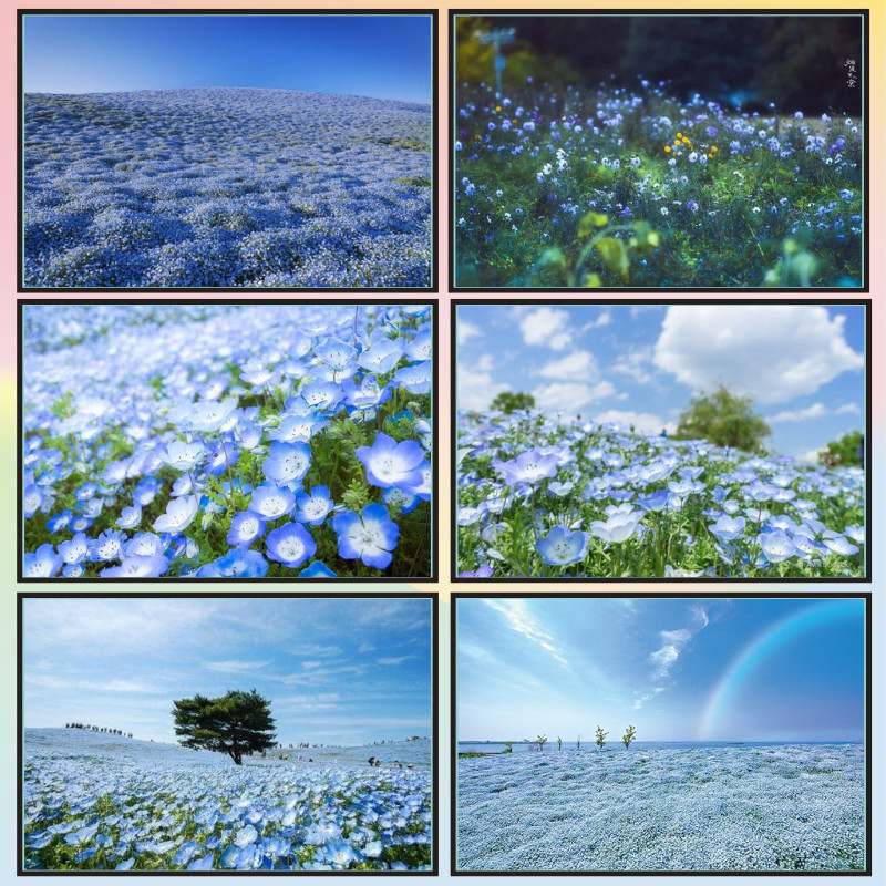 📣พร้อมส่ง📣【Flowers】jigsaw puzzle-จิ๊กซอว์-300-1000-ชิ้น- ชิ้นของเด็ก จิ๊กซอว์ไม้ 1000 ชิ้น จิ๊กซอว์ 1000 ชิ้นสำหรับผู้ใหญ่ จิ๊กซอ จิ๊กซอว์ 500 ชิ้น🧩46-1-3 จิ๊กซอว์ 1000 ชิ้น สำหรับ ผู้ใหญ่ ตัวต่อจิ๊กซอว์ จิ๊กซอว์ การ์ตูน