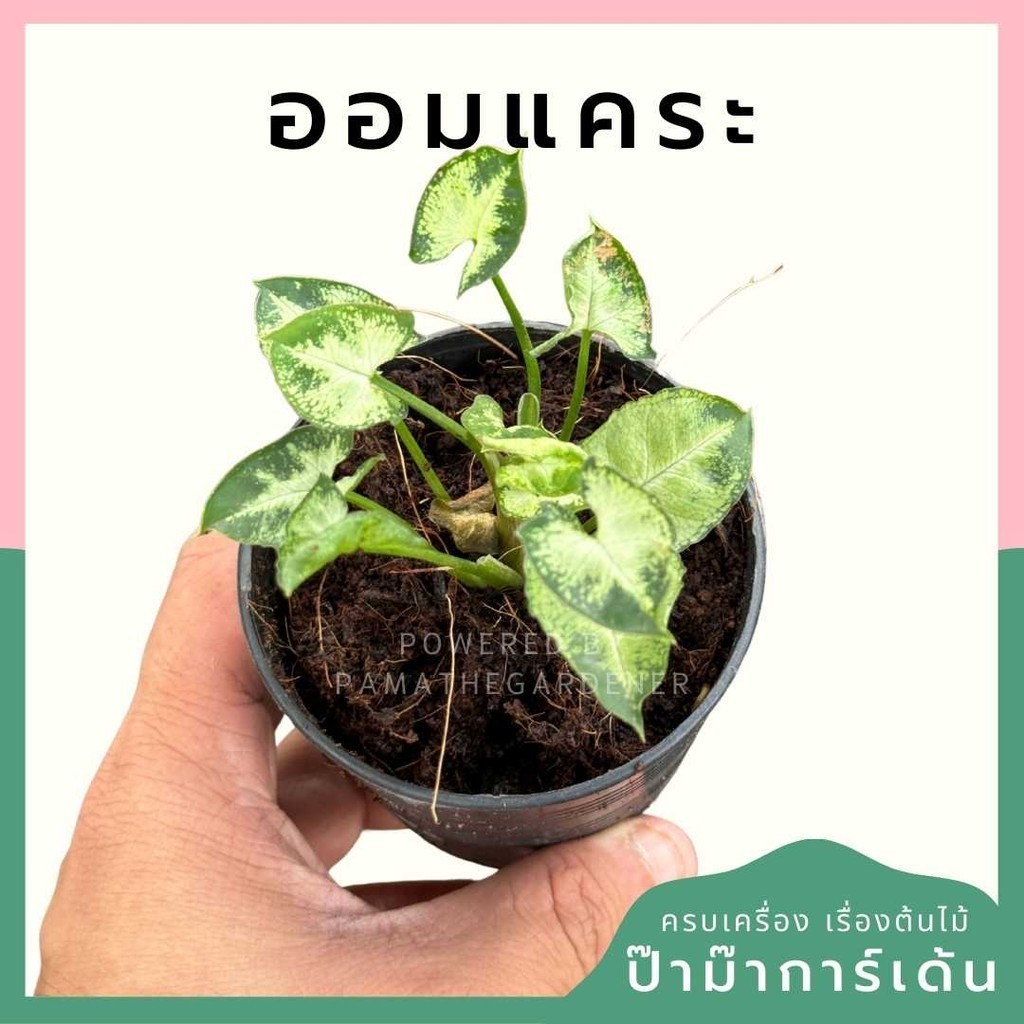 ออมเงินแคระ พร้อมกระถาง 3 นิ้ว