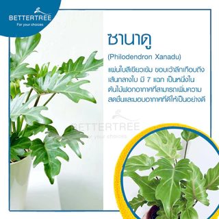 ซานาดู (จำนวน 1 ต้น)สามารถเลี้ยงน้ำได้ Philodendron ไม้ฟอกอากาศ