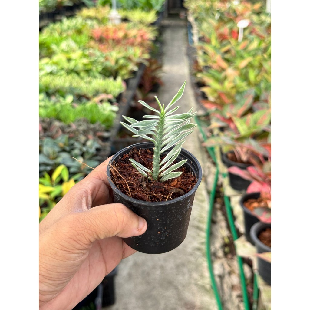 มุมมอง 3