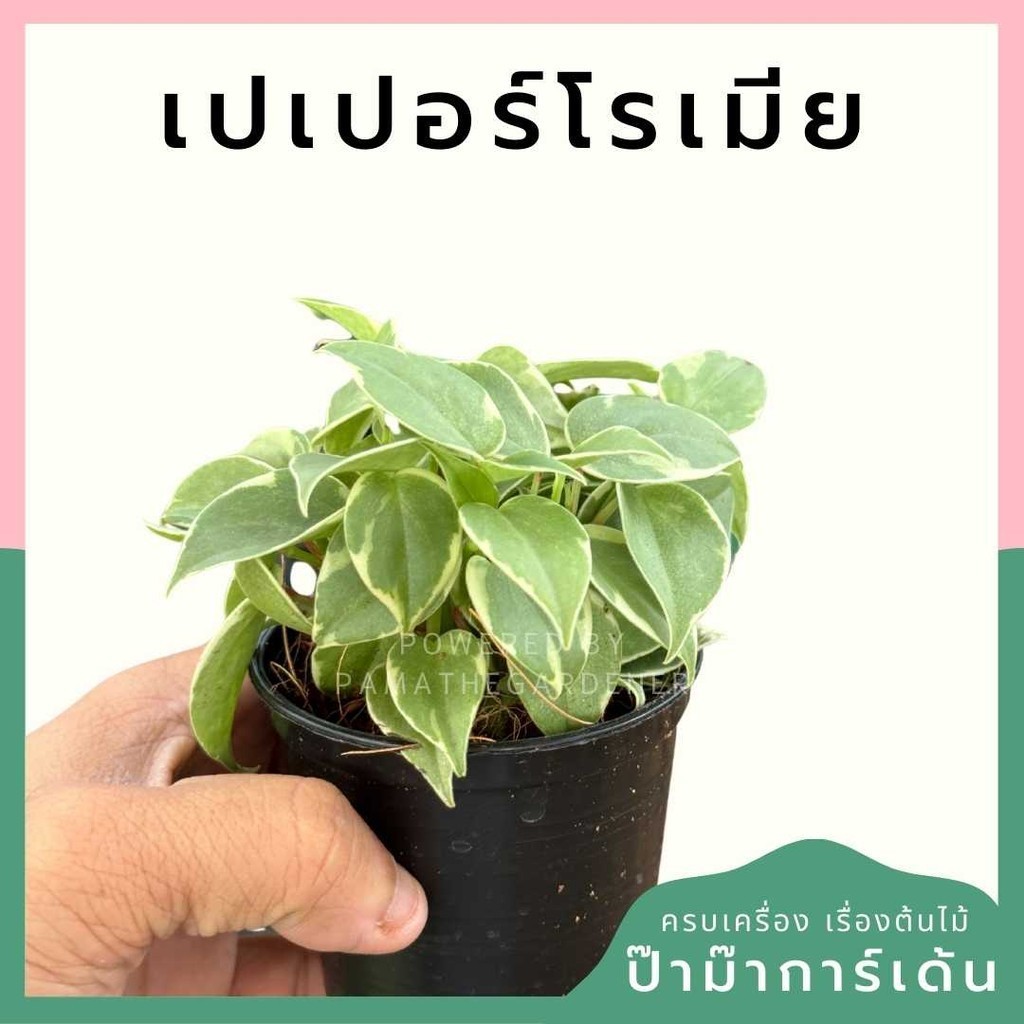 เปเปอร์โรเมียด่าง พร้อมกระถาง 3 นิ้ว