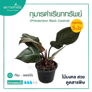 กุมารดำเรียกทรัพย์ กระถาง 5 นิ้ว ต้นไม้มงคล ไม้ฟอกอากาส