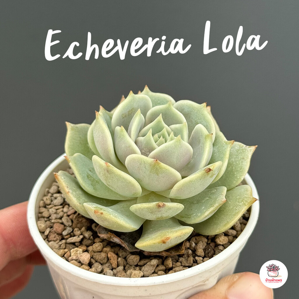 Echeveria Lola ไม้อวบน้ำ กุหลาบหิน cactus&amp;succulentหลากหลายสายพันธุ์