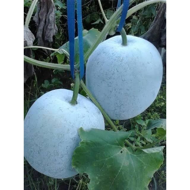 เมล็ดพันธุ์ ฟักแฟง ผลกลม ฟักหอมกลม ลูกใหญ่ 9-20 เมล็ด ปลูกง่าย โตเร็ว (ซื้อ 10 แถม 1 คละได้) - รูปที่ 2