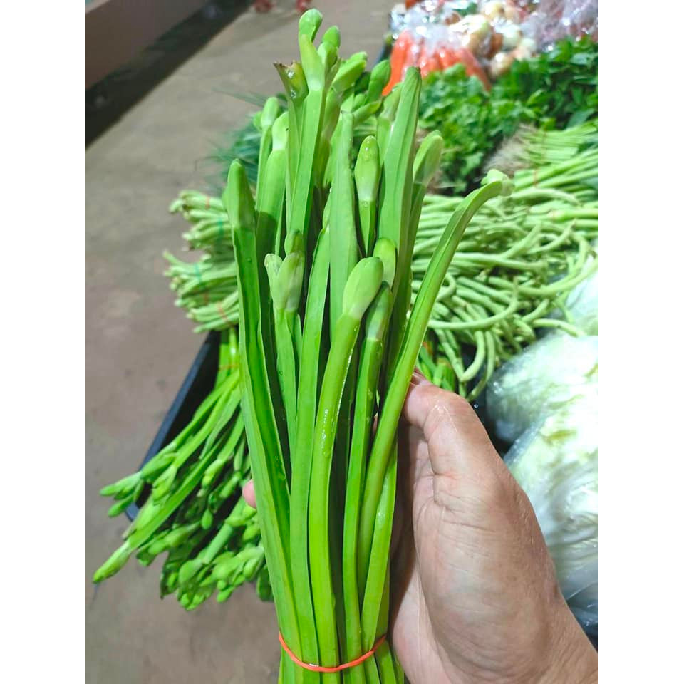 [10แถม1คละได้]เมล็ดพันธุ์ ผักพายใหญ่ ผักก้านจอง เก็บผลผลิต ได้ทั้งปี 90-200 เมล็ด มีคู่มือการปลูก (ซื้อ10 แถม1 คละได้)