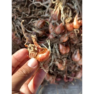 พันธุ์หอมแบ่งศรีสะเกษ หอมบั่ว ต้นหอม หัวสวยแบบไม่ตัดจุก ปลูกง่าย โตเร็ว ผลผลิตสูง มีคู่มือการปลูก