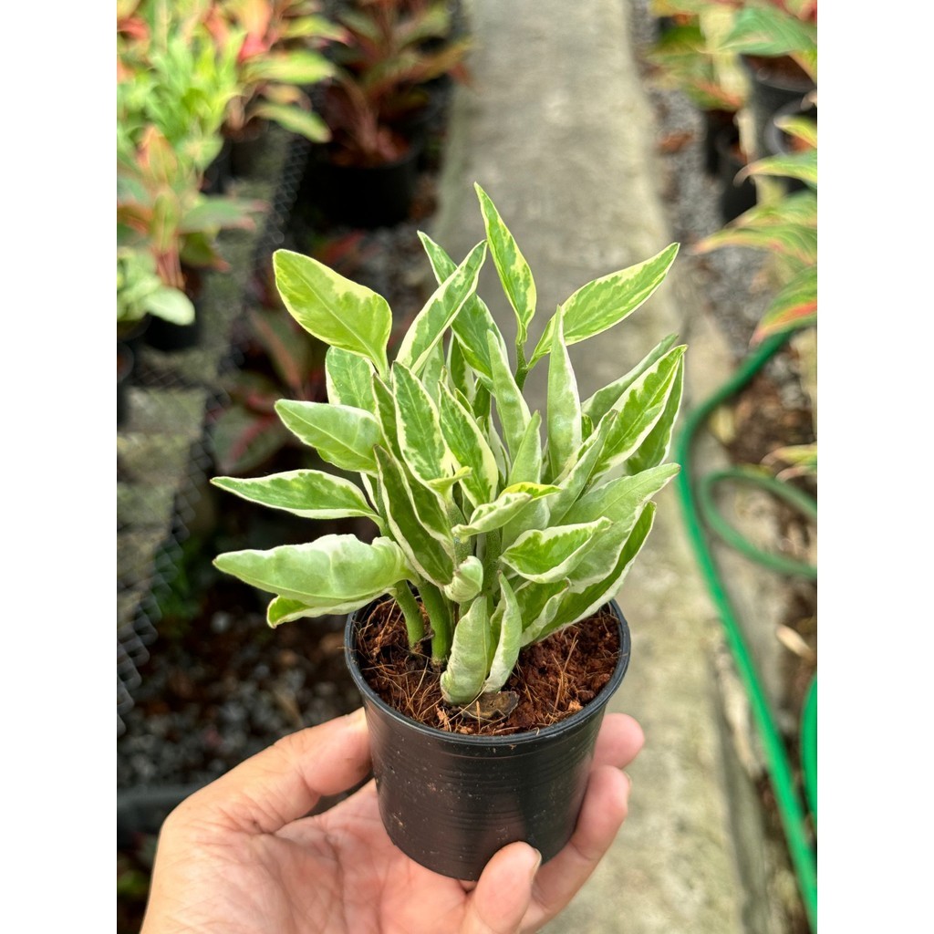 มุมมอง 2