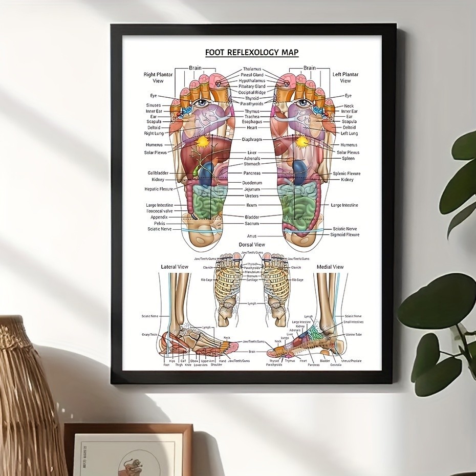 1ชิ้นผ้าใบโปสเตอร์นวดเท้ากดจุดแผนที่แก้ไขภายในออร์แกนโปสเตอร์ผนังศิลปะผ้าใบจิตรกรรมพิมพ์ภาพห้องนั่งเล่นตกแต่ง ไม่มีกรอบ