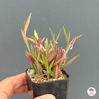 Euphorbia neorubella (Red Monadenium) กระถาง 2 นิ้ว ไม้อวบน้ำ กุหลาบหิน cactus&succulentหลากหลายสายพันธุ์