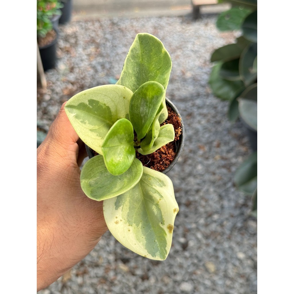 มุมมอง 3