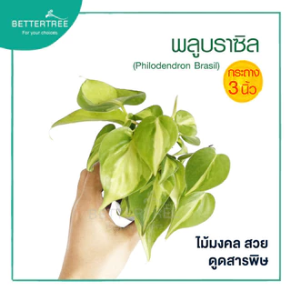 พลูบราซิล กระถาง 3 นิ้ว ต้นไม้ฟอกอากาศ ต้นไม้