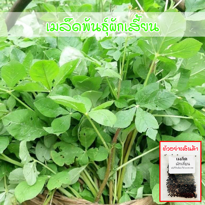 เมล็ดพันธุ์ ผักเสี้ยน ปลูกง่าย โตไว ทนแล้ง 300-1000 เมล็ด  (ซื้อ 10 แถม 1 คละได้)