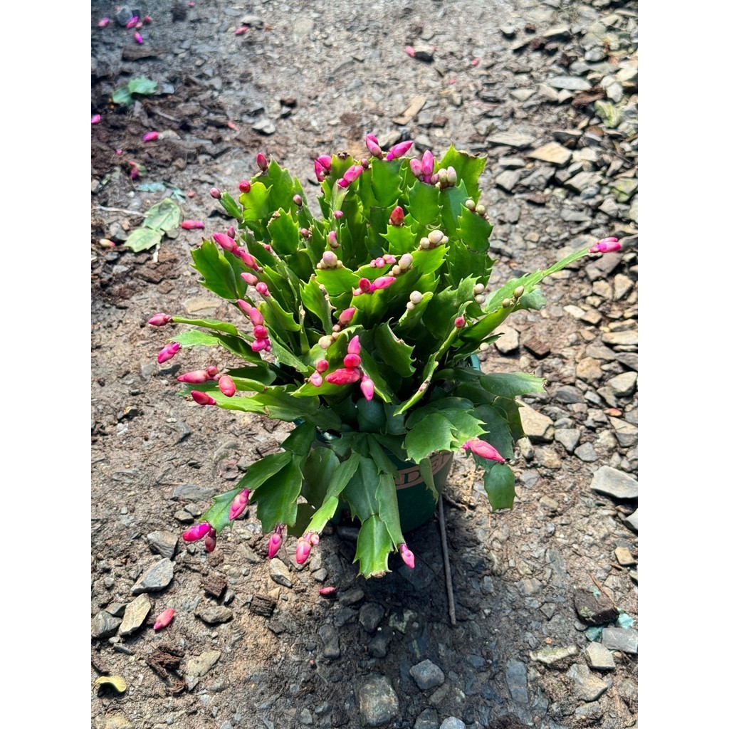 มุมมอง 3