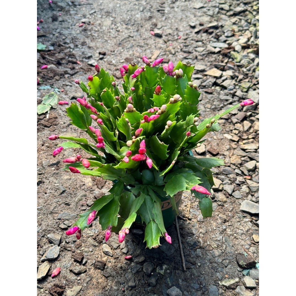 มุมมอง 4