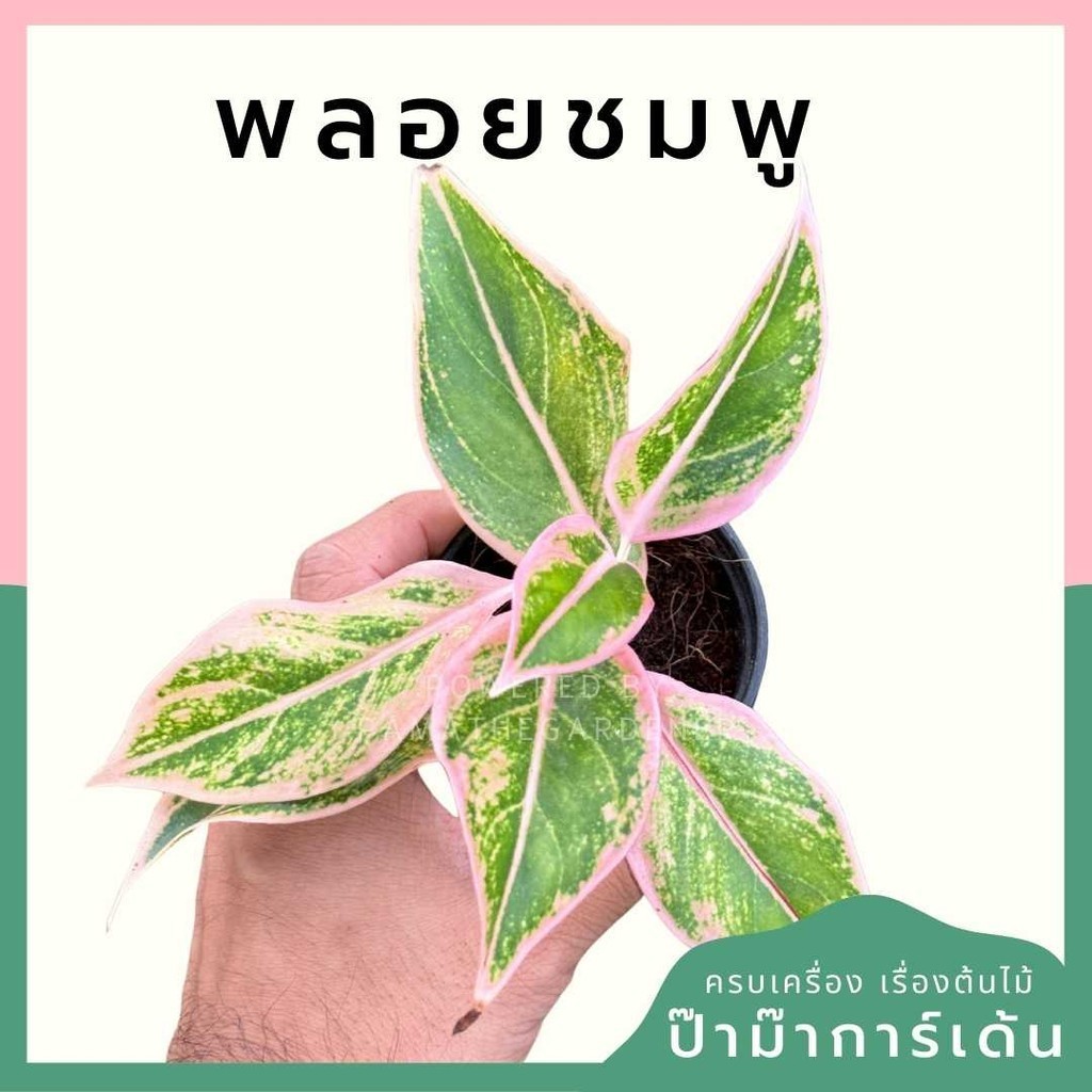 พลอยชมพู พร้อมกระถาง 3 นิ้ว