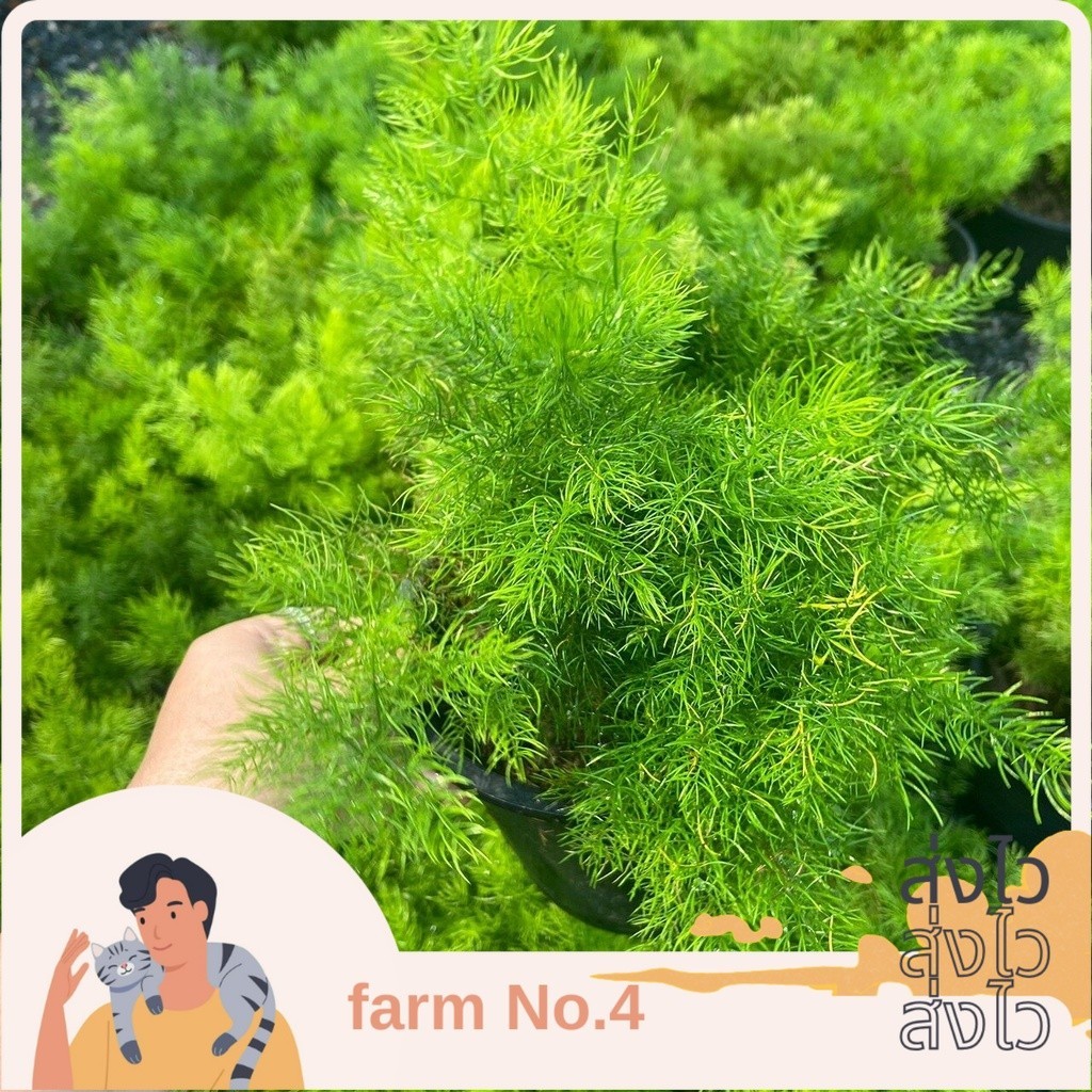 (ส่งไว)ต้นปริกน้ำค้าง กระถางใหญ่ 6 นิ้ว