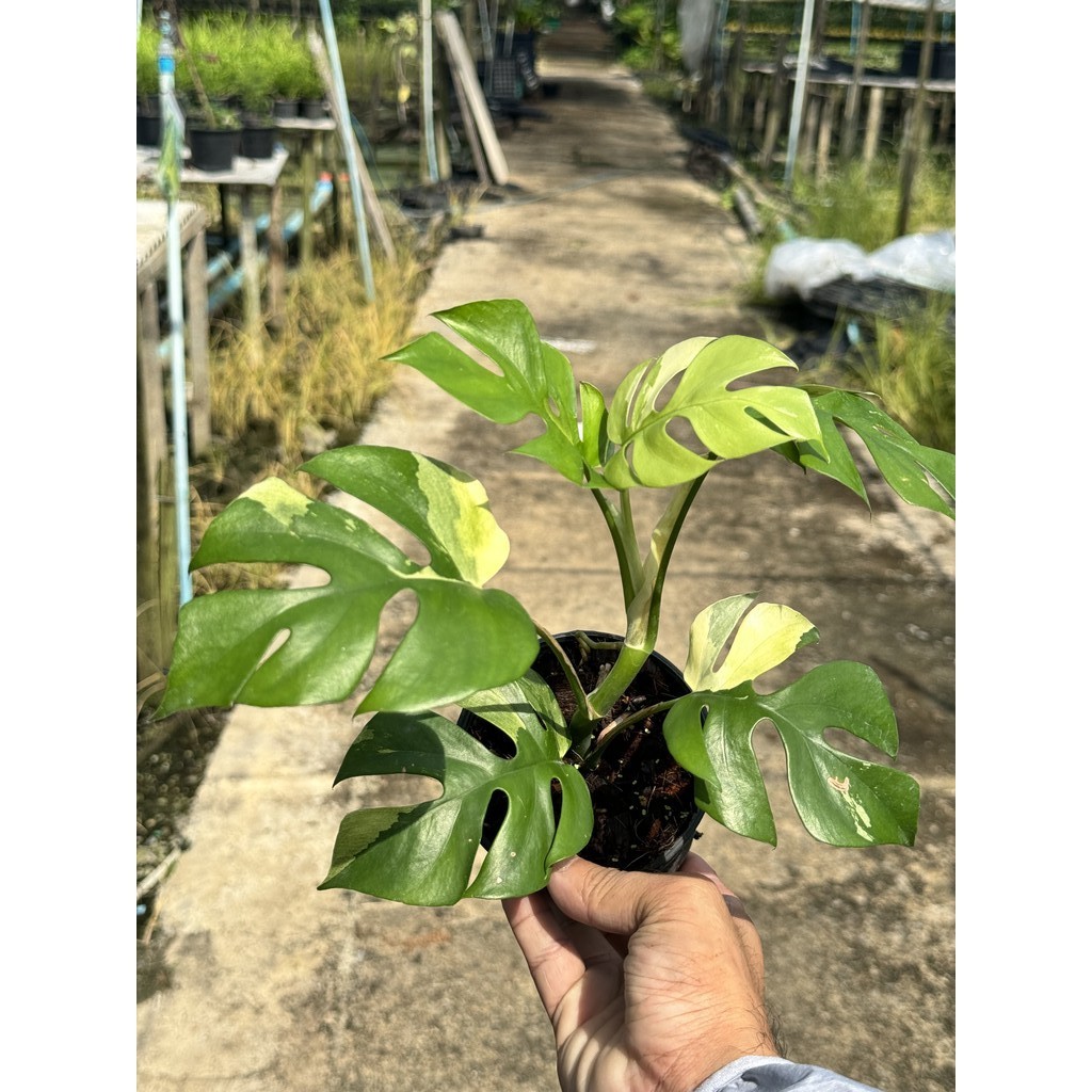 มุมมอง 3