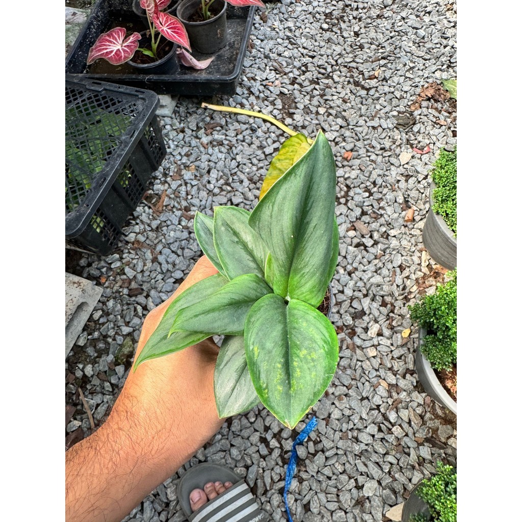 มุมมอง 3