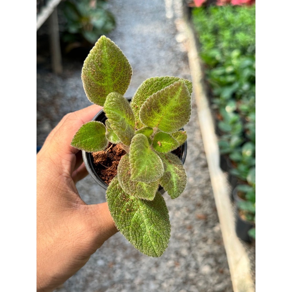 มุมมอง 3