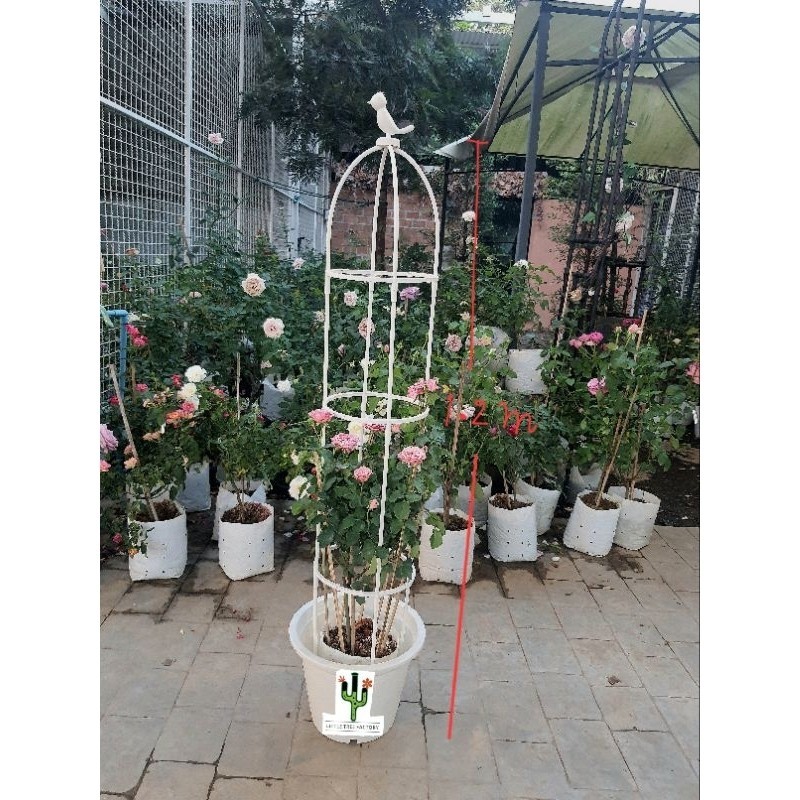 ซุ้มกุหลาบ ซุ้มไม้เลื้อย โครงกุหลาบ rose arch pergola  กุหลาบ ดอกกุหลาบ ดอกใหญ่แถมปุ๋ยเร่งดอกให้ 80 