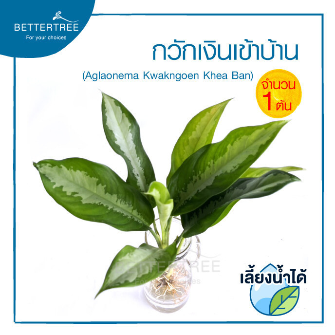 กวักเงินเข้าบ้าน ต้นใหญ (จำนวน 1 ต้น)สามารถเลี้ยงน้ำได้ ไม้มงคล ไม้ฟอกอากาศ