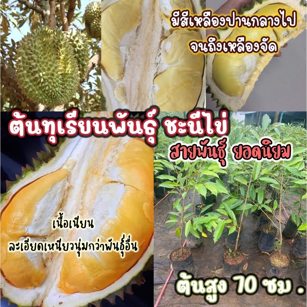 ต้นพันธุ์ทุเรียนชะนีไข่ สายพันธุ์ ยอดนิยม  ส่งต้นพันธุ์ 60-70 ซม .ปลูกง่ายโตไว  มีกลิ่นเป็นเอกลักษณ์ เมล็ดลีบ เนื้อเยอะ