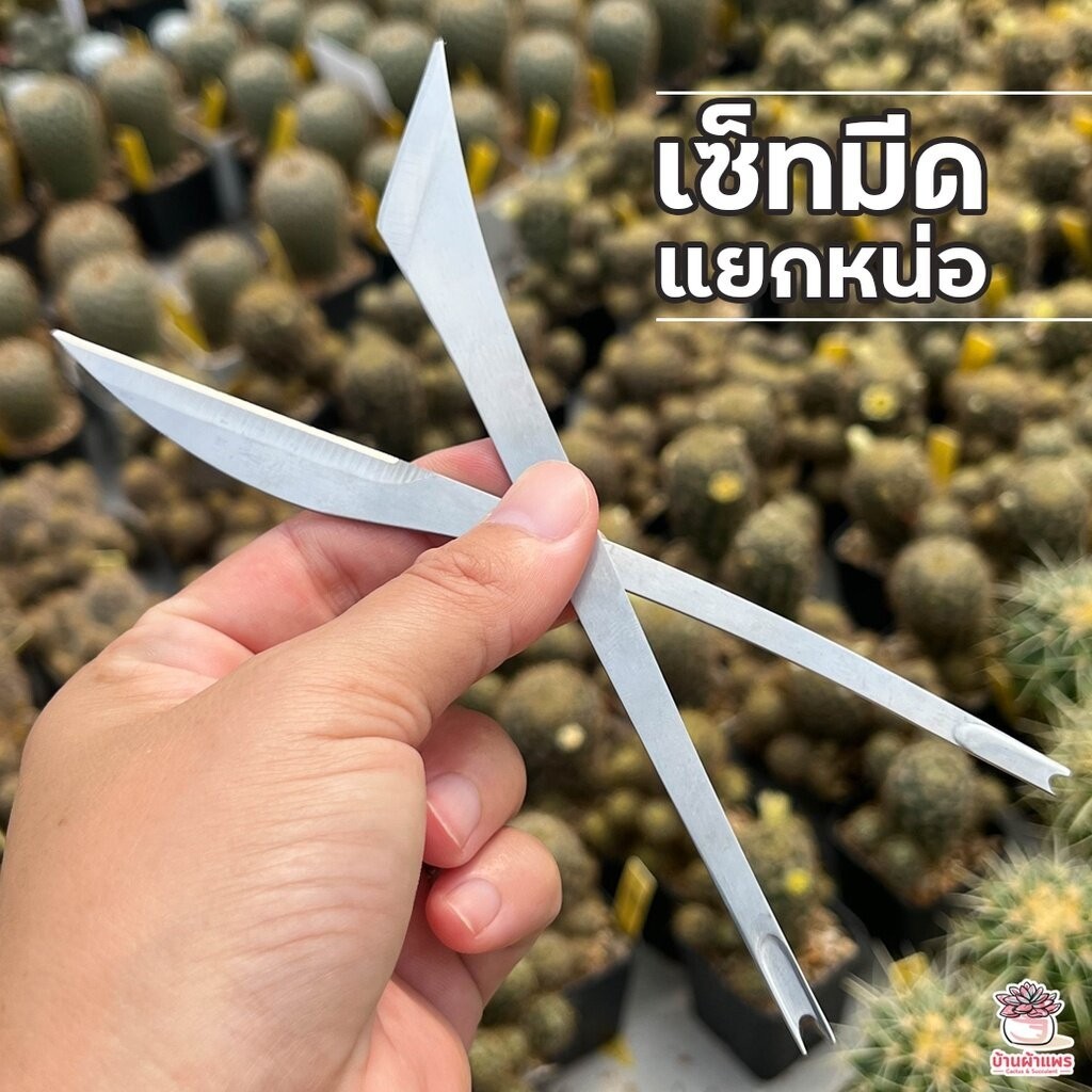 เซตมีดคว้านตอ แยกหน่อ ตัดแต่ง แคคตัส กระบองเพชร ไม้อวบน้ำ cactus&succulent - รูปที่ 2