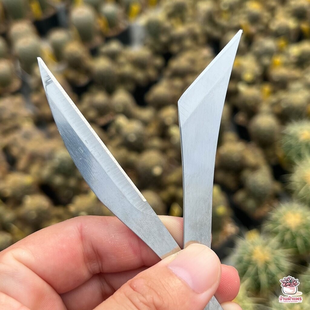 เซตมีดคว้านตอ แยกหน่อ ตัดแต่ง แคคตัส กระบองเพชร ไม้อวบน้ำ cactus&succulent - รูปที่ 3