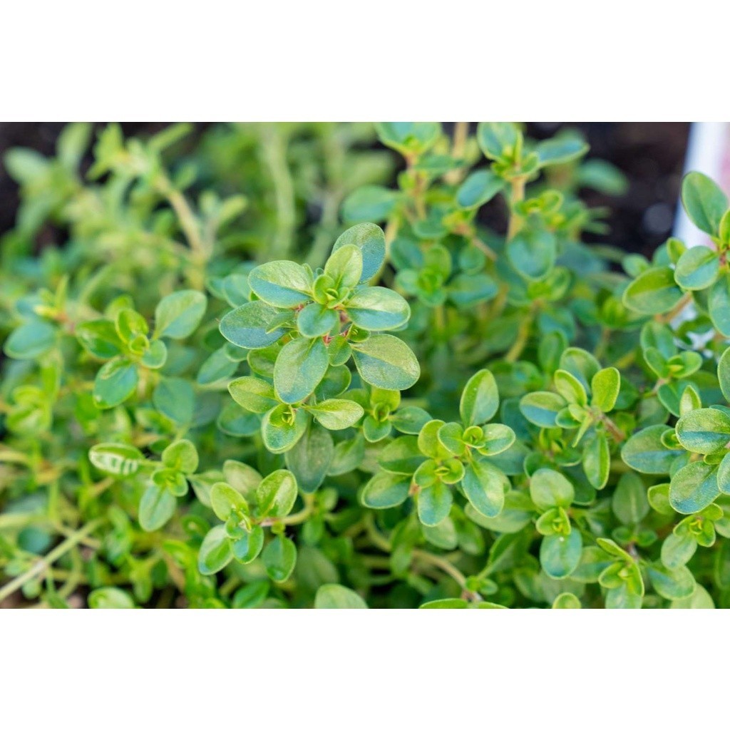 เมล็ดพันธุ์  Thyme ไทม์ บรรจุ 90-200 เมล็ดใช้ทำอาหาร มีกลิ่นหอม  สมุนไพรฝรั่ง มีคู่มือการปลูก (ซื้อ 10 แถม 1 คละได้)