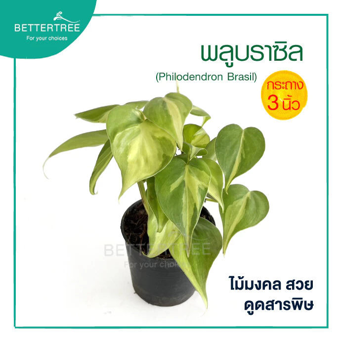 พลูบราซิล กระถาง 3 นิ้ว ต้นไม้ฟอกอากาศ ต้นไม้