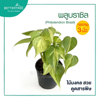 พลูบราซิล กระถาง 3 นิ้ว ต้นไม้ฟอกอากาศ ต้นไม้