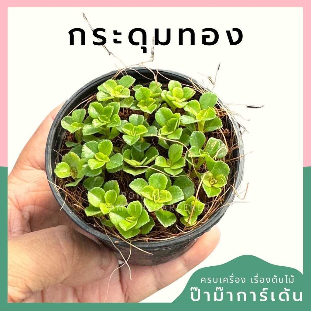 กระดุมทอง พร้อมกระถาง 3 นิ้ว