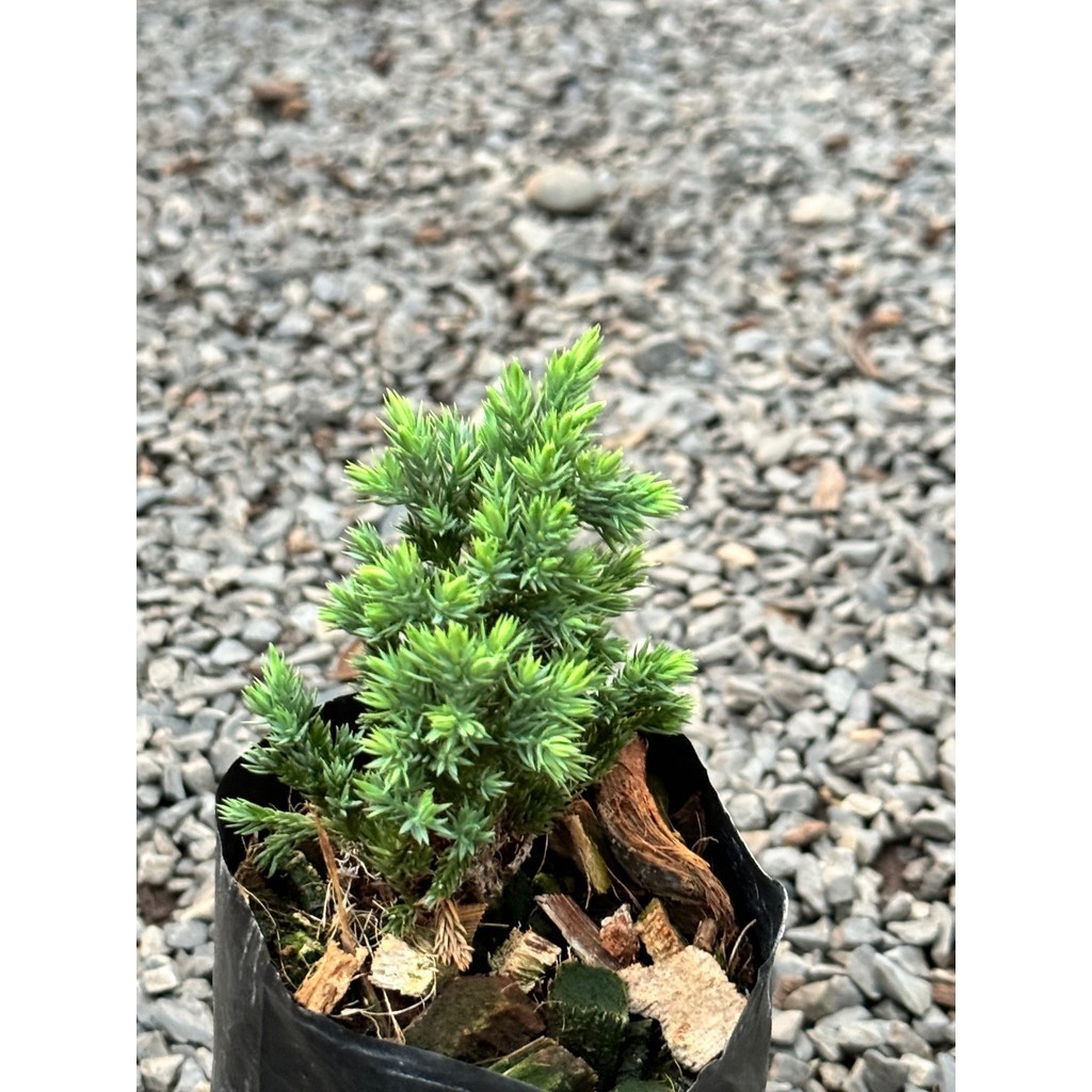 มุมมอง 4