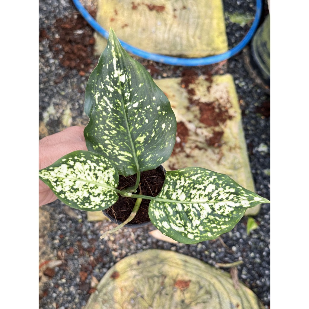 มุมมอง 2