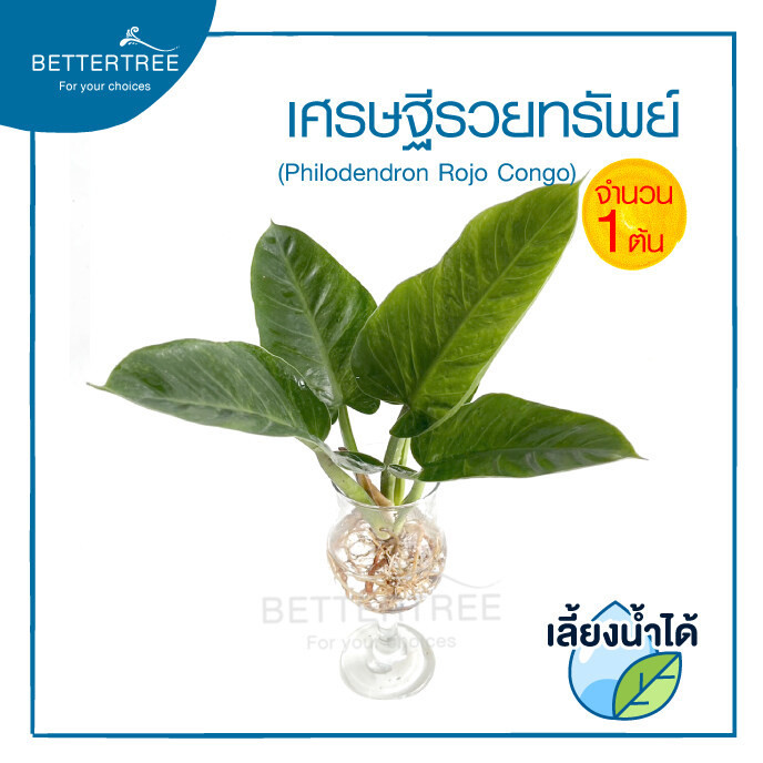 เศรษฐีรวยทรัพย์ (จำนวน 1 ต้น)เลี้ยงน้ำได้ ความยาวต้น 25 cm ไม้มงคล ไม้ฟอกอากาศ