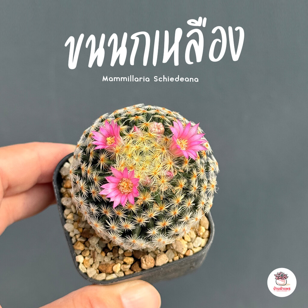ขนนกเหลือง #ดอกชมพู Mammillaria Schiedeana กระบองเพชร แคคตัส ไม้อวบน้ำ cactus&succulent