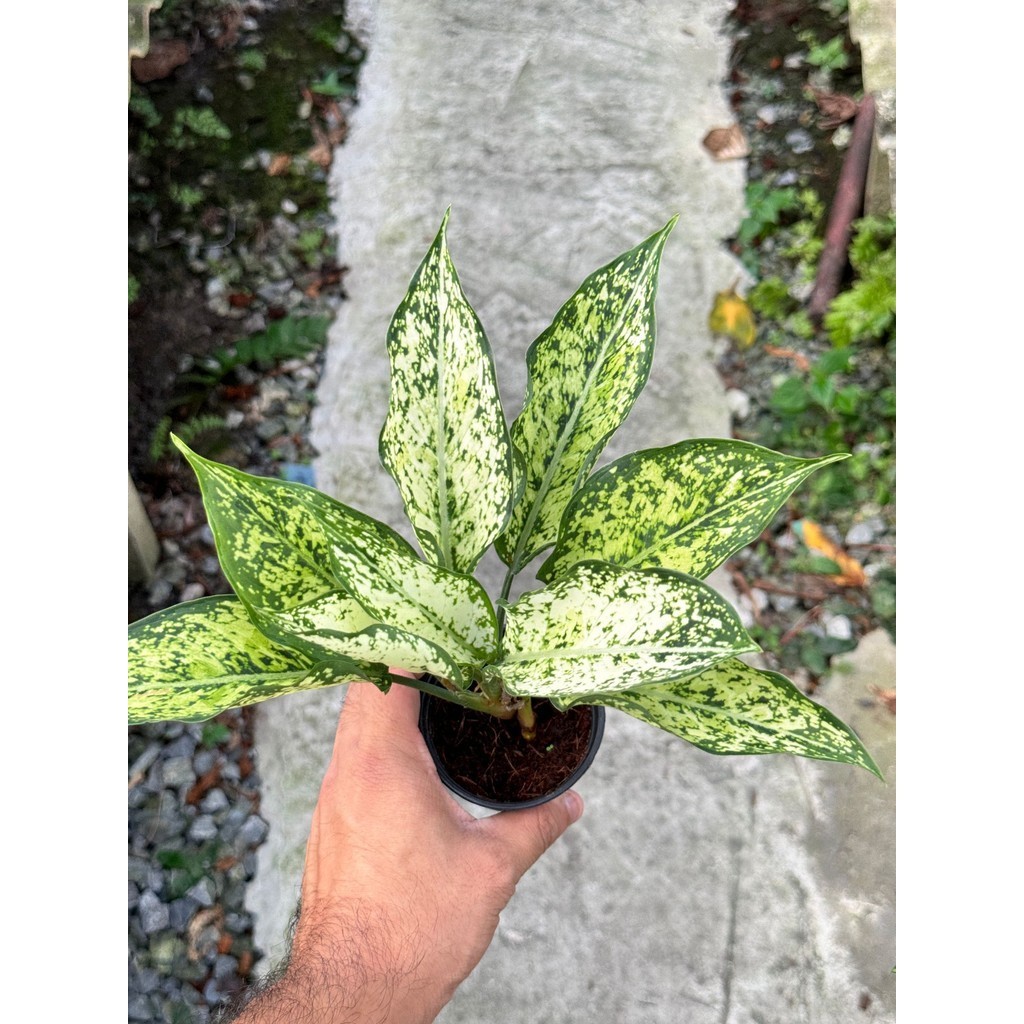 มุมมอง 3