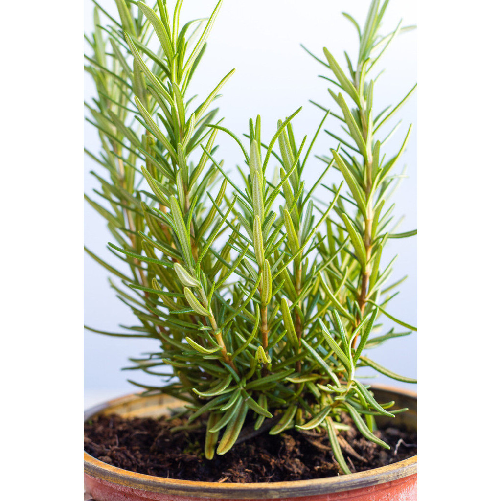 เมล็ดพันธุ์ โรสแมรี Rosemary ปลูกง่าย อัตรางอกสูง 9-25 เมล็ด ออร์แกนิค (ซื้อ 10 แถม 1 คละได้) - รูปที่ 5