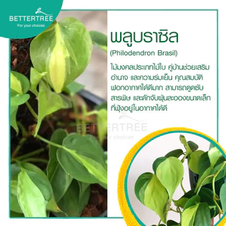 พลูบราซิล กระถาง 3 นิ้ว ต้นไม้ฟอกอากาศ ต้นไม้