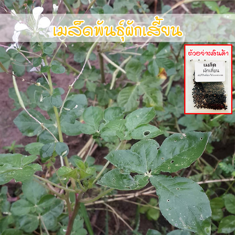 เมล็ดพันธุ์ ผักเสี้ยน ปลูกง่าย โตเร็ว ทนแล้ง 300-1000เมล็ด [ซื้อ 10 แถม 1 คละได้ ]