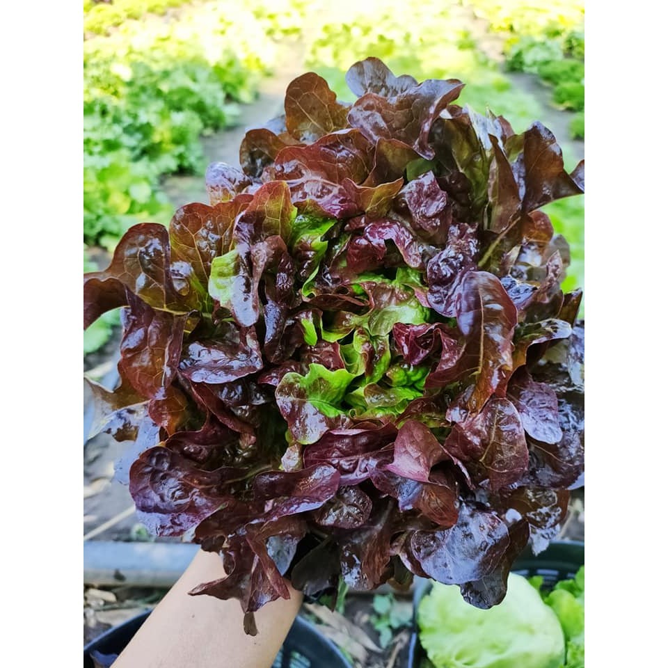 เมล็ดพันธุ์ ผักสลัดเรดโอ๊ค ใบใหญ่ 200 เมล็ด มีคู่มือปลูก [10 แถม 1 คละได้] - รูปที่ 4