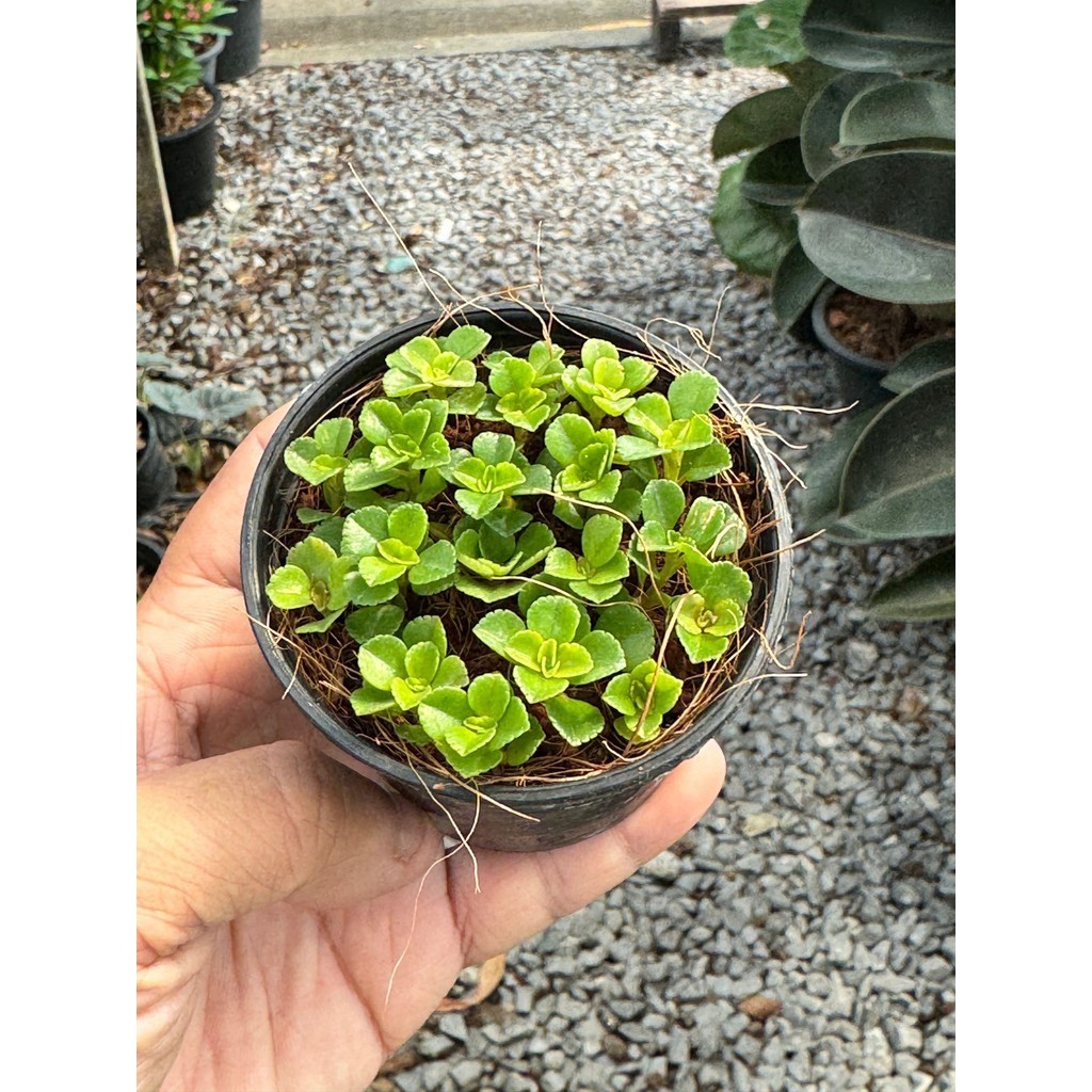 มุมมอง 2