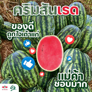 GGEW เมล็ดพันธุ์ซฟ เมล็ดพันธุ์แตงโม คริมสันเรด 40เมล็ด F1 40เมล็ด ตราศรแดง CrimsonRed Watermelon