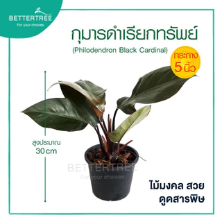 กุมารดำเรียกทรัพย์ กระถาง 5 นิ้ว ต้นไม้มงคล ไม้ฟอกอากาส