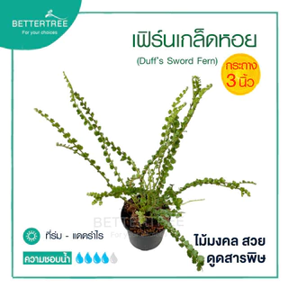 เฟิร์นเกล็ดหอย กระถาง 3 นิ้ว ไม้ฟอกอากาศ ต้นไม้มงคล