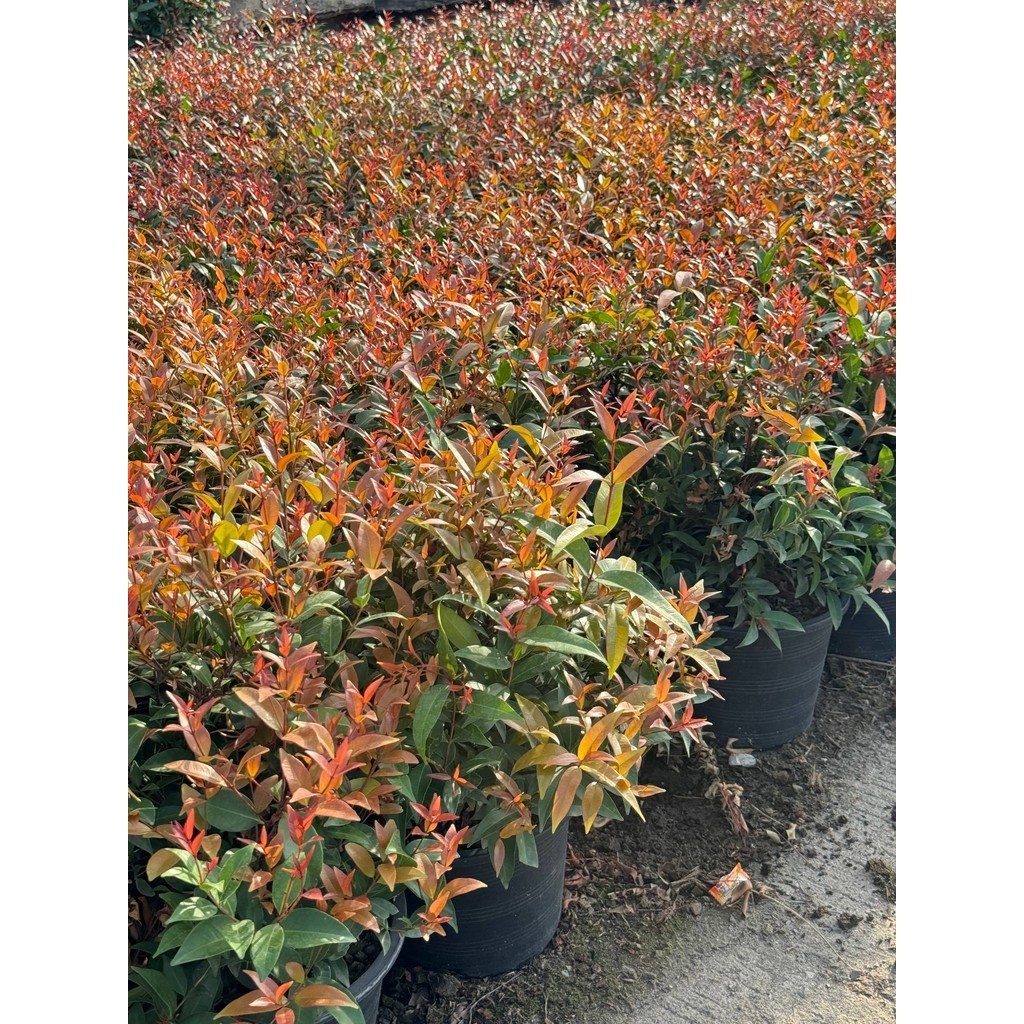 มุมมอง 2