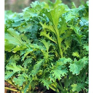 ผักวาซาบิไทย ผักกาดหิ่น ผักกาดเขียวน้อย 300-1000 เมล็ด เมล็ด…