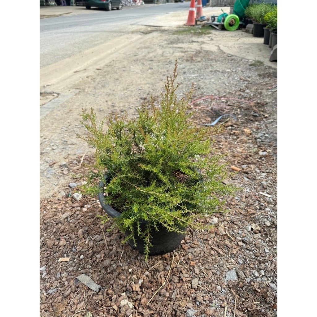 มุมมอง 5